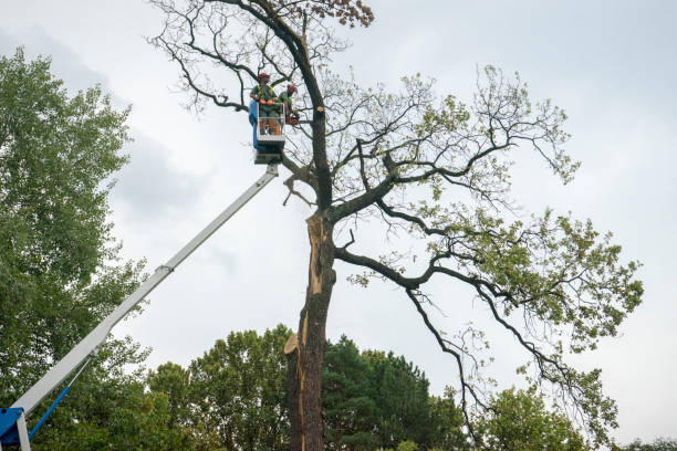 Best Tree Health Inspection  in Wilson, OK