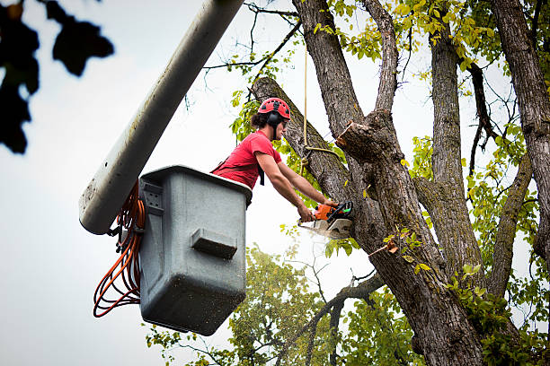 How Our Tree Care Process Works  in  Wilson, OK
