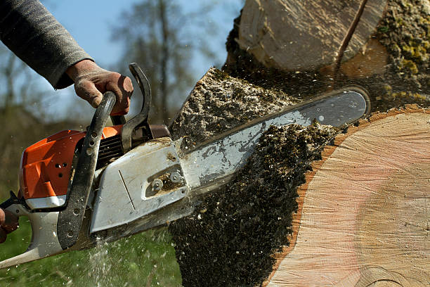 Best Tree and Shrub Care  in Wilson, OK